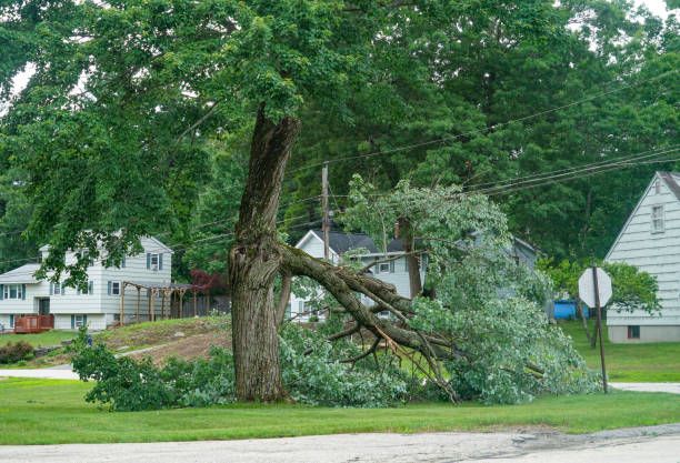 Best Tree Pruning Services  in Park City, UT